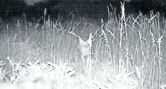 Wolf