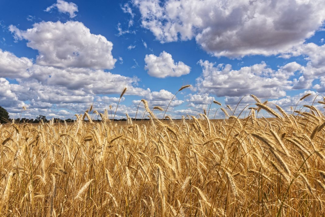 Aufgrund der Trockenheit haben Landwirte in einigen Regionen Sachsens mit beträchtlichen Ernteausfällen und hohen finanziellen Verlusten zu rechnen. Foto: Horst Schröder/www.pixelio.de