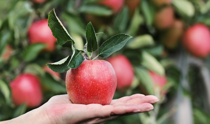 Mit den Kindern werden auf der Streuobstwiese am 14. September Äpfel gesammelt. Foto: pixabay
