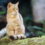 Wildkatze_Foto_Thomas_Stephan_BUND