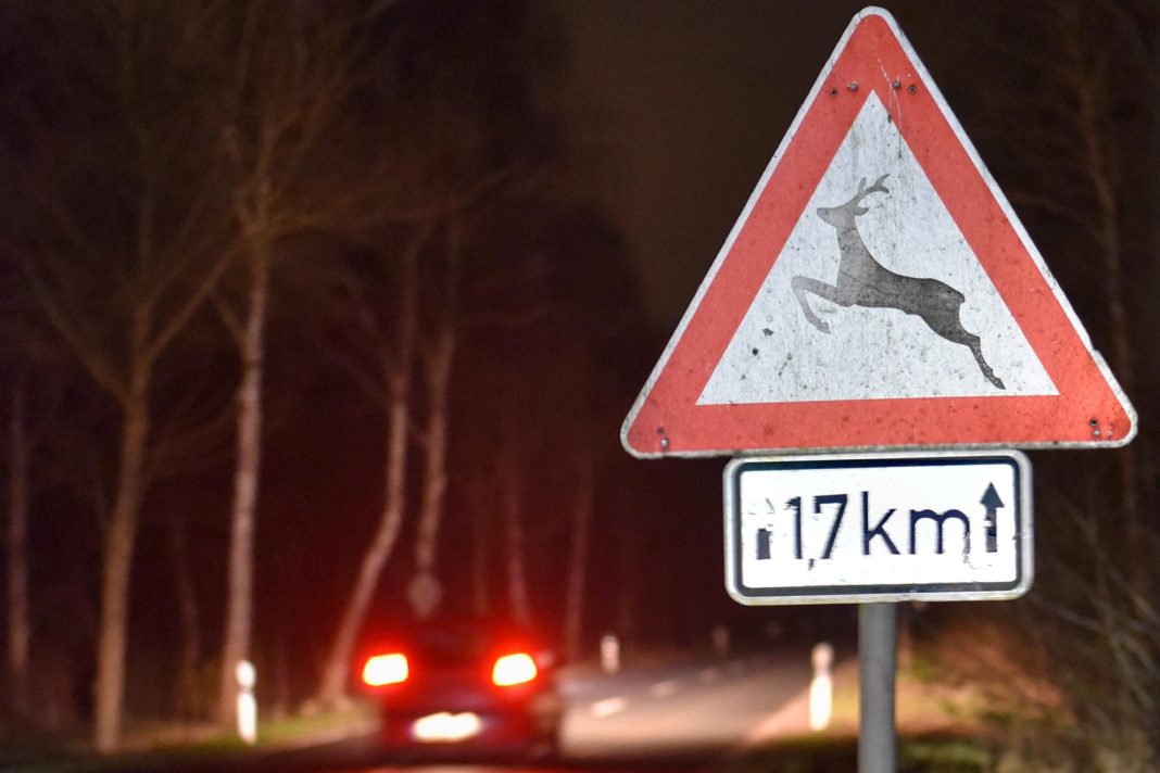 Eine angepasste Geschwindigkeit ist das wirksamste Mittel gegen Wildunfälle in der dunklen Jahreszeit.Foto: Kapuhs/Deutscher Jagdverband