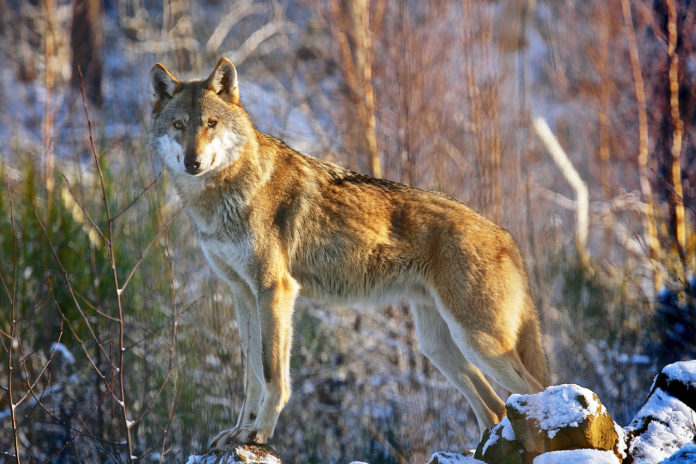 Wolf_original_R_K_by_paukereks_pixelio.de