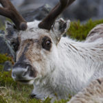 nordkap