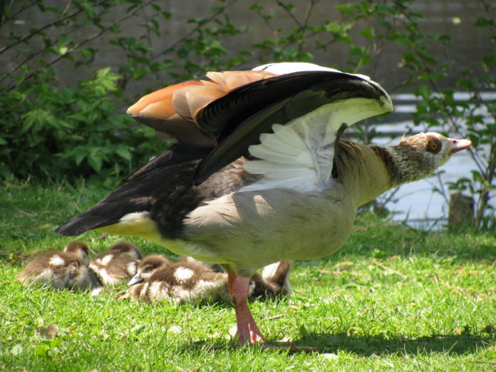 Unbeliebter Neuankömmling: Naturschützer und Landwirte gleichermaßen möchten die Nilgans-Population eindämmen.Foto: Manfred Beinstingel/pixelio.de