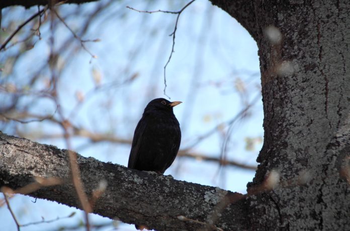 Amsel