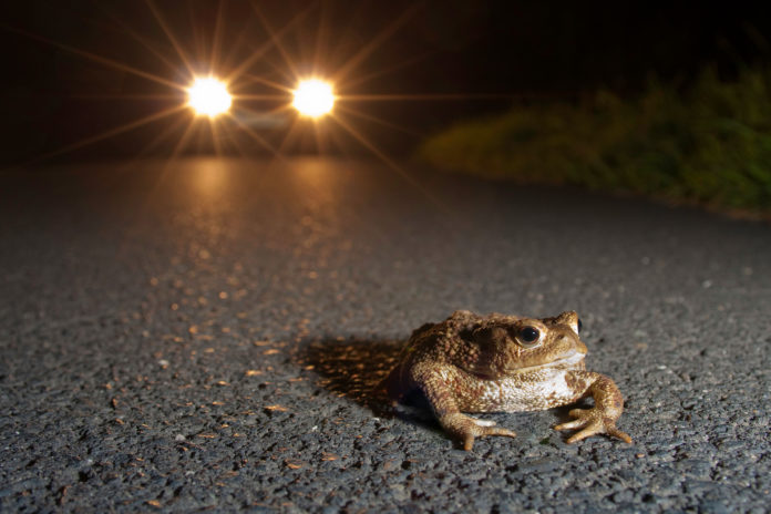 Erdkröte vor Auto