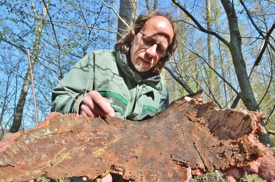 Kein Leben mehr, nirgends: Revierförster Udo Köhler zeigt die Spuren des Borkenkäfers am Rindenstück einer Lärche, die infolge des Befalls mit dem Schädling im vergangenen Jahr abgestorben ist.Foto: Roger Dietze