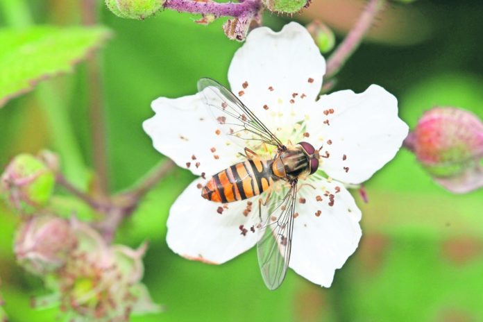 Hainschwebfliege_May