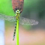 Gartentier_des_Jahres_2019_Blaugruene_Mosaikjungfer_Andreas_Thomas_Hein_libellenwissen.de
