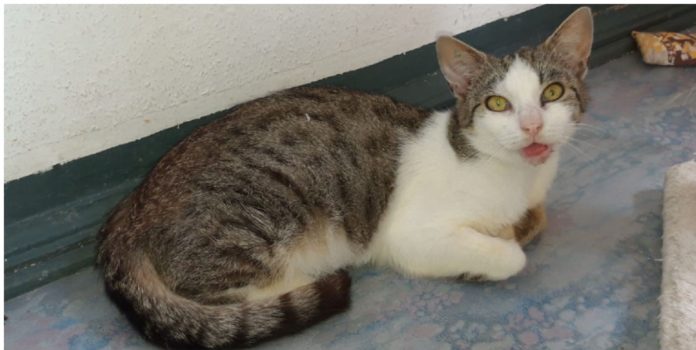 Katze Lola. Foto: privat