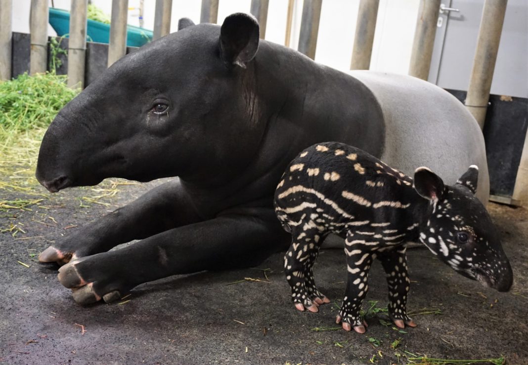 35_Tapirweibchen Laila mit ihrem Jungtier_©_Zoo Lepzig