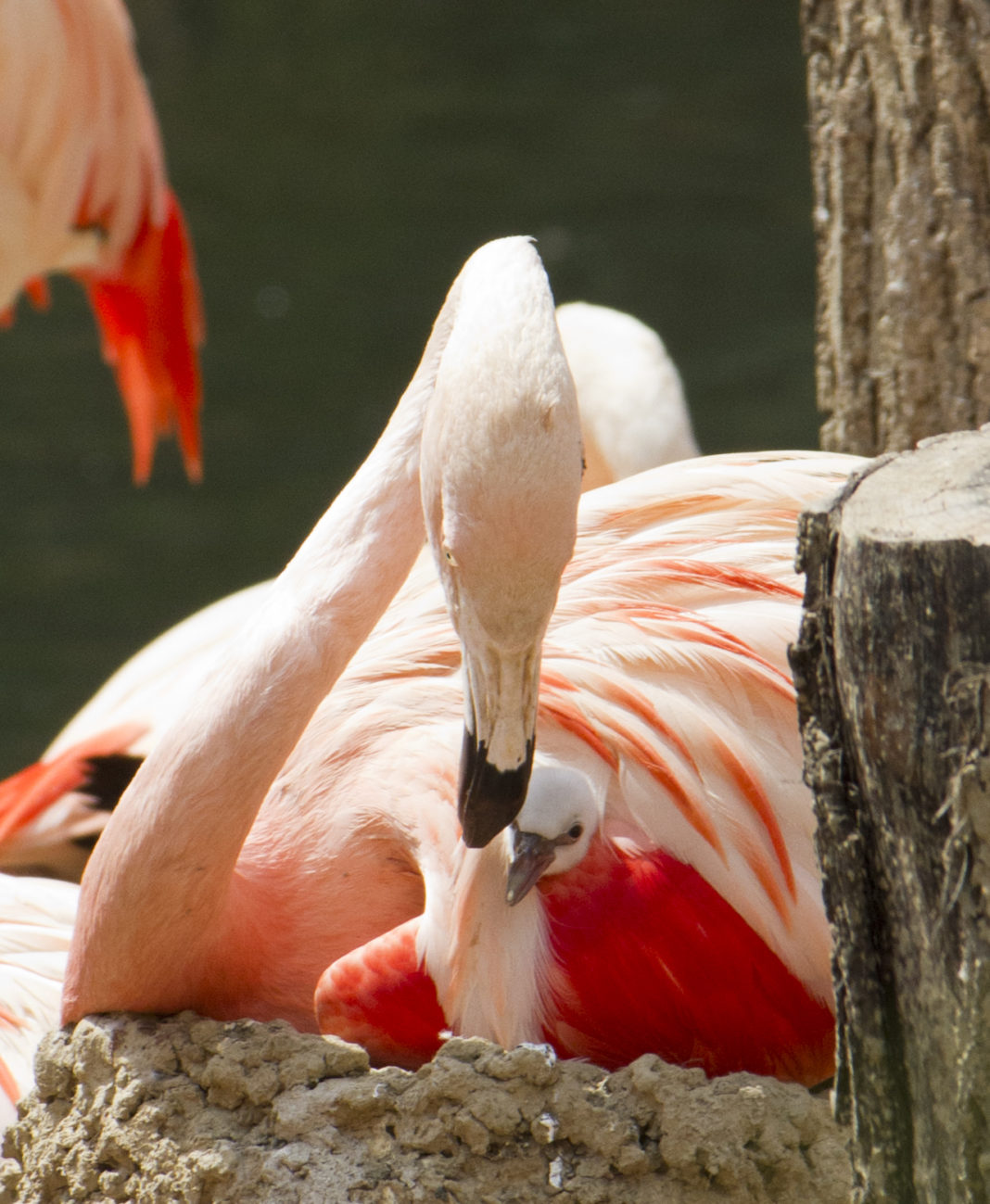 38 Drei Tage altes Flamingoküken wird umsorgt © Zoo Leipzig
