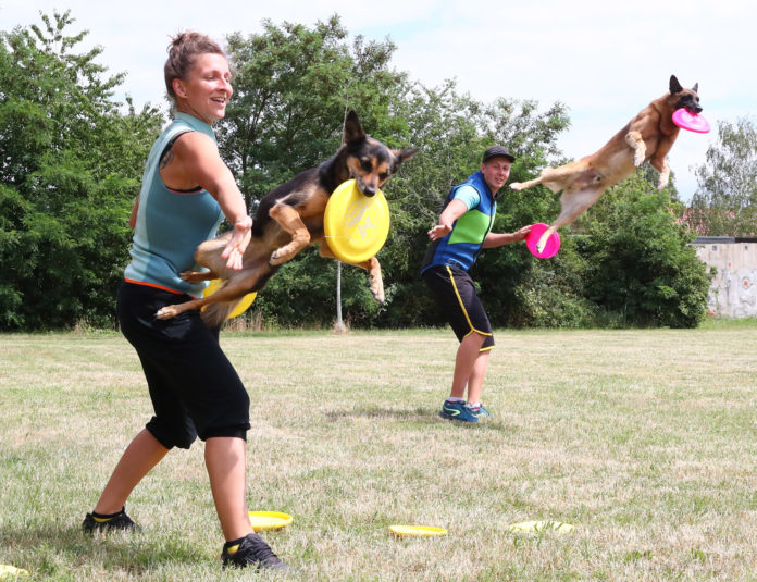 Hundefrisbee