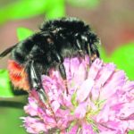 Steinhummel_May