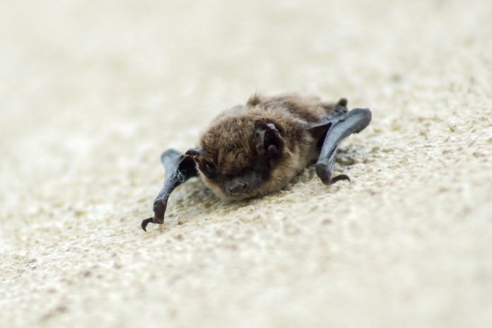 bat-3380678