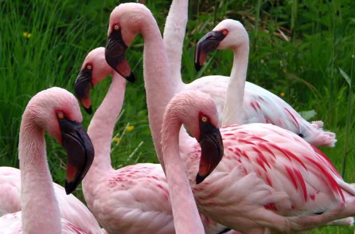 Rosa Zwergflamingos Delitzsch