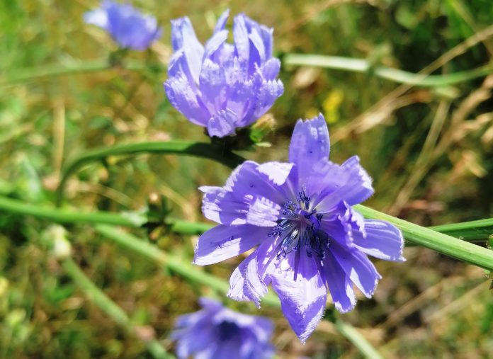 Wegwarte2