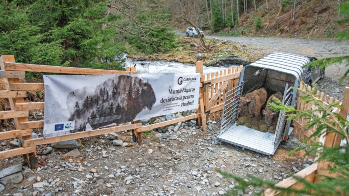Die Wisente aus dem Leipziger Wildpark beobachtet bei der Ankunft in Rum&auml;nien. Foto: Calin Serban