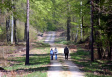 Waldfühlen, Waldbaden und Waldspaziergang: Am 4. Juli können Interessierte auf vielfältige Weise den Naturpark Dübener Heide kennenlernen. Foto: Nico Fliegner