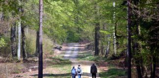 Waldfühlen, Waldbaden und Waldspaziergang: Am 4. Juli können Interessierte auf vielfältige Weise den Naturpark Dübener Heide kennenlernen. Foto: Nico Fliegner