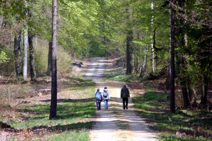 Wandern im Naturpark Dübener Heide Waldfühlen, Waldbaden und Waldspaziergang: Am 4. Juli können Interessierte auf vielfältige Weise den Naturpark Dübener Heide kennenlernen. Foto: Nico Fliegner