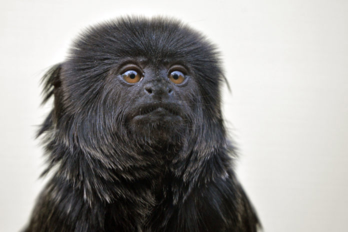 Springtamarin im Tiergarten Delitzsch