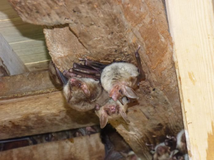 Fledermaus