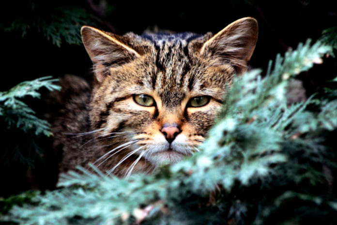Wildkatze_Nahaufnahme_Kopf_Foto_Lutz Döring