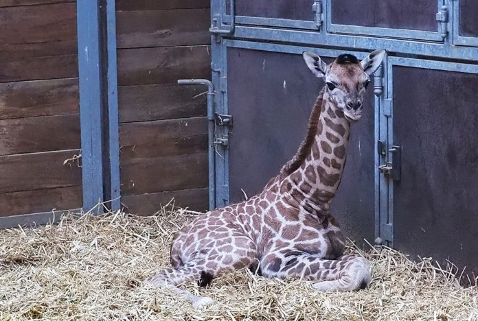 05_Giraffenjungtier im Stall liegend_©_Zoo Leipzig