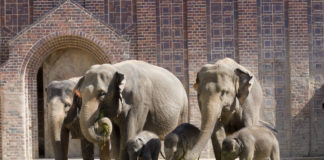 Gleich drei Jungtiere kann man derzeit in der Leipziger Elefantenherde bestaunen.