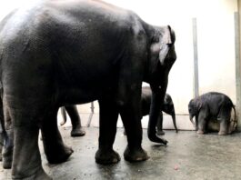 Neugierig lernt Jungtier Bao Ngoc den Minifant-Neuzugang (r.) kennen - Mutti Rani hat ein wachsames Auge.