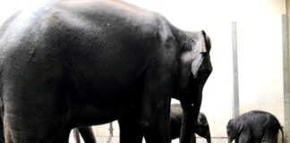 Neugierig lernt Jungtier Bao Ngoc den Minifant-Neuzugang (r.) kennen - Mutti Rani hat ein wachsames Auge.