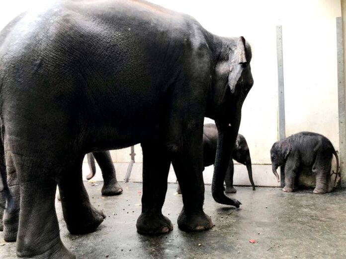 42_Rani_und_Jungtier_Bao_Ngoc_begutachten_den_Neuank__mmling__Zoo_Leipzig Neugierig lernt Jungtier Bao Ngoc den Minifant-Neuzugang (r.) kennen - Mutti Rani hat ein wachsames Auge.