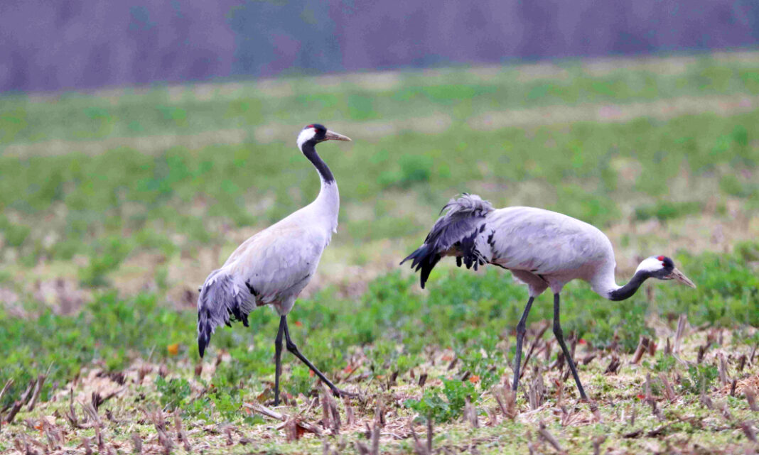 Kraniche auf dem Stoppelfeld.Foto: Naturpark Dübener Heide