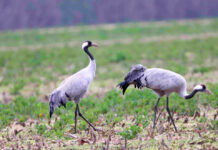 Kraniche auf dem Stoppelfeld.Foto: Naturpark Dübener Heide