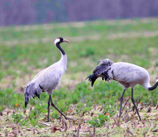 Kraniche auf dem Stoppelfeld.Foto: Naturpark D&uuml;bener Heide