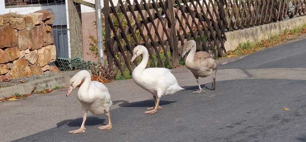 Diese Schwanenfamilie wandert täglich auf der Durchgangsstraße im Nobitzer Ortsteil Kraschwitz.