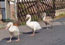 Diese Schwanenfamilie wandert täglich auf der Durchgangsstraße im Nobitzer Ortsteil Kraschwitz.