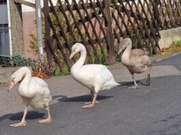 Diese Schwanenfamilie wandert t&auml;glich auf der Durchgangsstra&szlig;e im Nobitzer Ortsteil Kraschwitz.