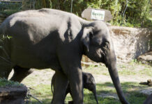 Savani heißt der vierte Minifant im Leipziger Zoo: Rund 6000 von mehr 15000 Stimmen vereinte dieser Vorschlag auf sich.