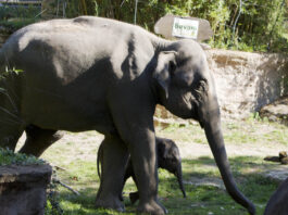 Savani hei&szlig;t der vierte Minifant im Leipziger Zoo: Rund 6000 von mehr 15000 Stimmen vereinte dieser Vorschlag auf sich.