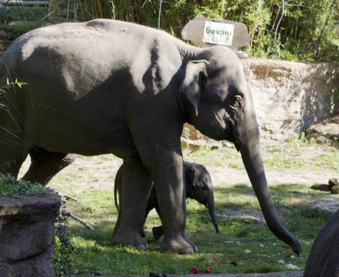 Savani hei&szlig;t der vierte Minifant im Leipziger Zoo: Rund 6000 von mehr 15000 Stimmen vereinte dieser Vorschlag auf sich.