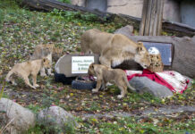 Die drei Kater heißen Themba (die Hoffnung), Amaru (der Starke) und Bahati (das Glück).