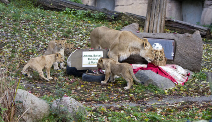 63_Die_L__wenjungtiere_im_Zoo_Leipzig_haben_heute_ihre_Namen_bekommen___Zoo_Leipzig Die drei Kater heißen Themba (die Hoffnung), Amaru (der Starke) und Bahati (das Glück).
