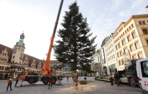 Der Weihnachtsbaum - eine 21 Meter hohe Douglasie - steht auf dem Marktplatz. 