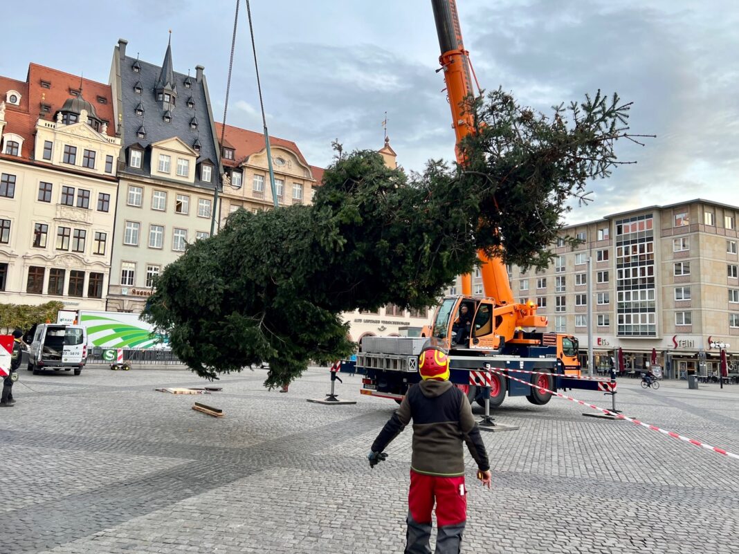Eine Douglasie aus Torgau ziert jetzt den Marktplatz im Leipziger Stadtzentrum.