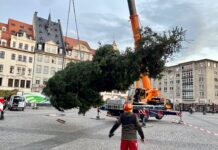 Eine Douglasie aus Torgau ziert jetzt den Marktplatz im Leipziger Stadtzentrum.