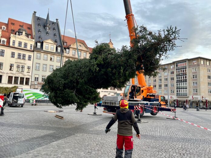 Weihnachtsbaim_Leipzig_Marktplatz_Kempner Eine Douglasie aus Torgau ziert jetzt den Marktplatz im Leipziger Stadtzentrum.