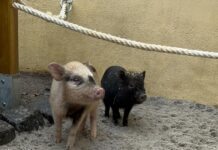 Auch die Minischweine gehören im Altenburger Inselzoo zu den Publikumslieblingen. Foto: Stadtverwaltung Altenburg