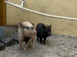 Auch die Minischweine geh&ouml;ren im Altenburger Inselzoo zu den Publikumslieblingen. Foto: Stadtverwaltung Altenburg